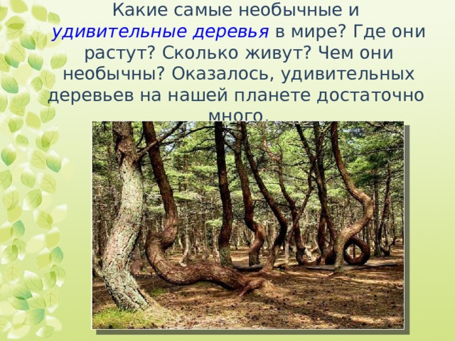 Какие самые необычные и удивительные деревья в мире? Где они растут? Сколько живут? Чем они необычны? Оказалось, удивительных деревьев на нашей планете достаточно  много. 