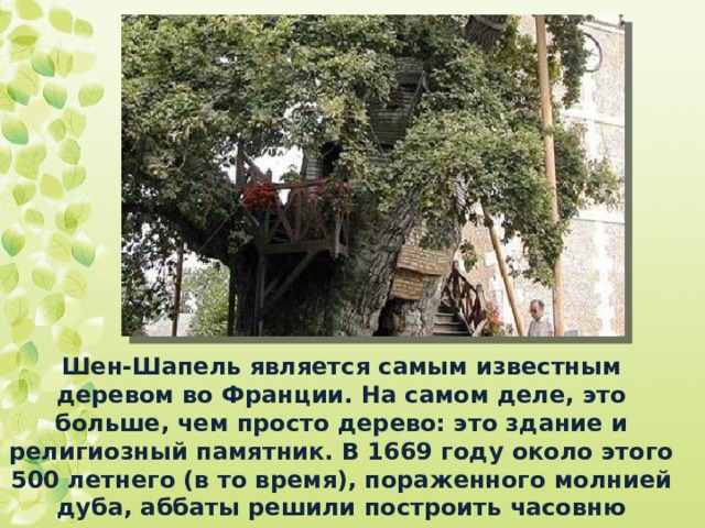 Шен-Шапель является самым известным деревом во Франции. На самом деле, это больше, чем просто дерево: это здание и религиозный памятник. В 1669 году около этого 500 летнего (в то время), пораженного молнией дуба, аббаты решили построить часовню выполнен полым от молнии. 
