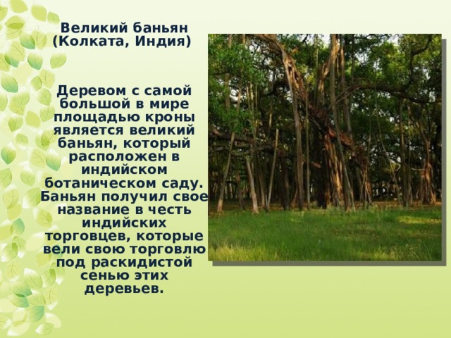 Великий баньян (Колката, Индия)   Деревом с самой большой в мире площадью кроны является великий баньян, который расположен в индийском ботаническом саду. Баньян получил свое название в честь индийских торговцев, которые вели свою торговлю под раскидистой сенью этих деревьев.  
