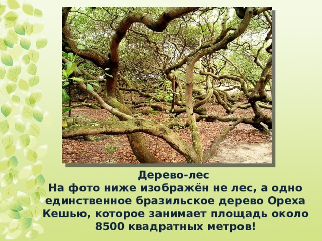 Дерево-лес  На фото ниже изображён не лес, а одно единственное бразильское дерево Ореха Кешью, которое занимает площадь около 8500 квадратных метров! 