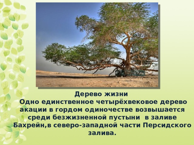 Дерево жизни  Одно единственное четырёхвековое дерево акации в гордом одиночестве возвышается среди безжизненной пустыни в заливе Бахрейн,в северо-западной части Персидского залива. 