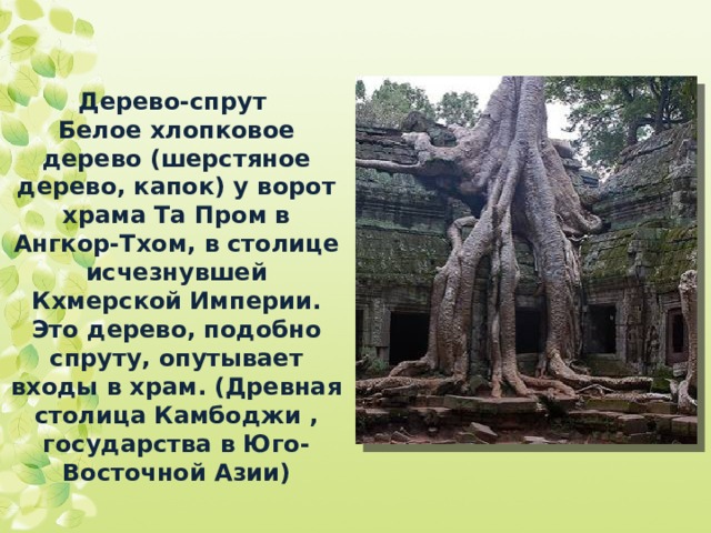 Дерево-спрут  Белое хлопковое дерево (шерстяное дерево, капок) у ворот храма Та Пром в Ангкор-Тхом, в столице исчезнувшей Кхмерской Империи. Это дерево, подобно спруту, опутывает входы в храм. (Древная столица Камбоджи , государства в Юго-Восточной Азии) 