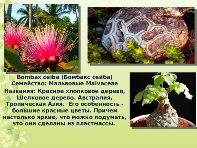 Bombax ceiba ( Бомбакс сейба) Семейство: Мальвовые Malvaceae Названия: Красное хлопковое дерево, Шелковое дерево. Австралия, Тропическая Азия. Его особенность - большие красные цветы. Причем настолько яркие, что можно подумать, что они сделаны из пластмассы.   