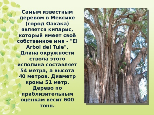 Самым известным деревом в Мексике (город Оахака) является кипарис, который имеет своё собственное имя - 