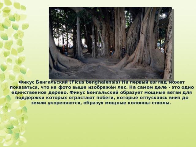 Фикус Бенгальский ( Ficus benghalensis) На первый взгляд может показаться, что на фото выше изображён лес. На самом деле - это одно единственное дерево. Фикус Бенгальский образует мощные ветви для поддержки которых отрастают побеги, которые отпускаясь вниз до земли укореняются, образуя мощные колонны-стволы.   