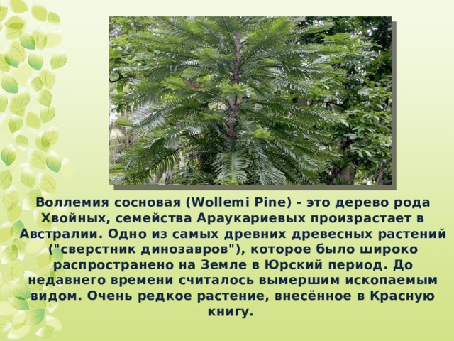  Воллемия сосновая (Wollemi Pine) - это дерево рода Хвойных, семейства Араукариевых произрастает в Австралии. Одно из самых древних древесных растений (