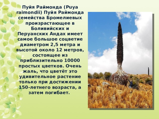 Пуйя Раймонда ( Puya raimondii) Пуйя Раймонда семейства Бромелиевых произрастающее в Боливийских и Перуанских Андах имеет самое большое соцветие диаметром 2,5 метра и высотой около 12 метров, состоящее из приблизительно 10000 простых цветков. Очень жаль, что цветёт это удивительное растение только при достижении 150-летнего возраста, а затем погибает. 
