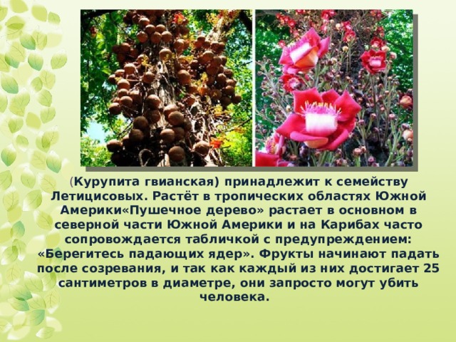 ( Курупита гвианская) принадлежит к семейству Летицисовых. Растёт в тропических областях Южной Америки«Пушечное дерево» растает в основном в северной части Южной Америки и на Карибах часто сопровождается табличкой с предупреждением: «Берегитесь падающих ядер». Фрукты начинают падать после созревания, и так как каждый из них достигает 25 сантиметров в диаметре, они запросто могут убить человека. 