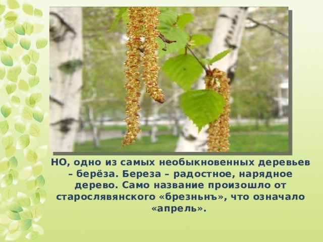 НО, одно из самых необыкновенных деревьев – берёза. Береза – радостное, нарядное дерево. Само название произошло от старослявянского «брезньнъ», что означало «апрель». 