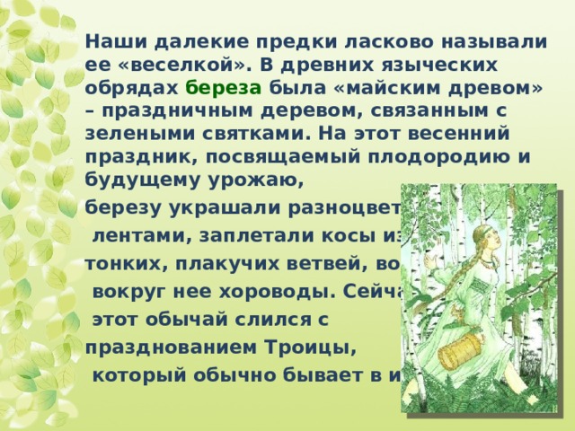 Наши далекие предки ласково называли ее «веселкой». В древних языческих обрядах береза была «майским древом» – праздничным деревом, связанным с зелеными святками. На этот весенний праздник, посвящаемый плодородию и будущему урожаю, березу украшали разноцветными  лентами, заплетали косы из тонких, плакучих ветвей, водили  вокруг нее хороводы. Сейчас  этот обычай слился с празднованием Троицы,  который обычно бывает в июне. 