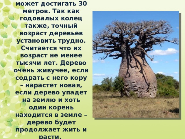 Высота дерева может достигать 30 метров. Так как годовалых колец также, точный возраст деревьев установить трудно. Считается что их возраст не менее тысячи лет. Дерево очень живучее, если содрать с него кору – нарастет новая, если дерево упадет на землю и хоть один корень находится в земле – дерево будет продолжает жить и расти. 