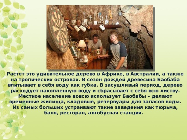 Растет это удивительное дерево в Африке, в Австралии, а также на тропических островах. В сезон дождей древесина Баобаба впитывает в себя воду как губка. В засушливый период, дерево расходует накопленную воду и сбрасывает с себя всю листву. Местное население вовсю использует Баобабы – делают временные жилища, кладовые, резервуары для запасов воды. Из самых больших устраивают такие заведения как тюрьма, баня, ресторан, автобусная станция. 
