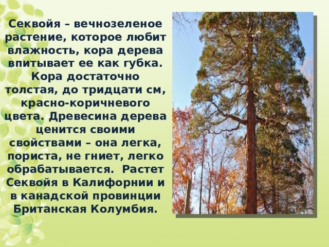 Секвойя – вечнозеленое растение, которое любит влажность, кора дерева впитывает ее как губка. Кора достаточно толстая, до тридцати см, красно-коричневого цвета. Древесина дерева ценится своими свойствами – она легка, пориста, не гниет, легко обрабатывается. Растет Секвойя в Калифорнии и в канадской провинции Британская Колумбия. 