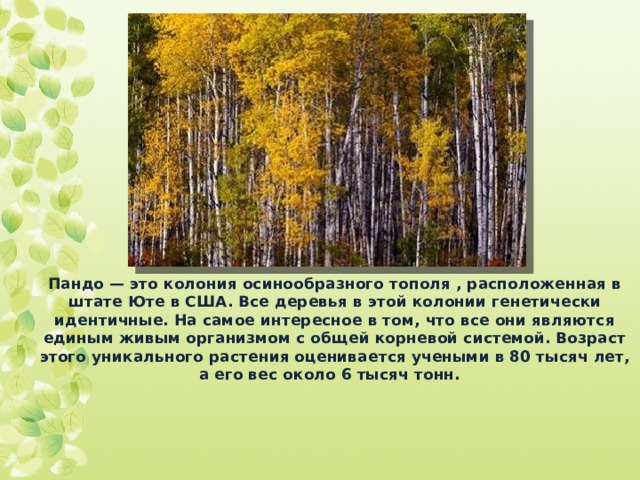 Пандо — это колония осинообразного тополя , расположенная в штате Юте в США. Все деревья в этой колонии генетически идентичные. На самое интересное в том, что все они являются единым живым организмом с общей корневой системой. Возраст этого уникального растения оценивается учеными в 80 тысяч лет, а его вес около 6 тысяч тонн. 