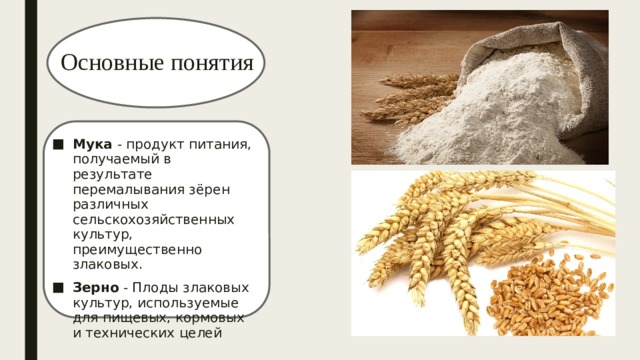 Основные понятия Мука - продукт питания, получаемый в результате перемалывания зёрен различных сельскохозяйственных культур, преимущественно злаковых. Зерно - Плоды злаковых культур, используемые для пищевых, кормовых и технических целей 