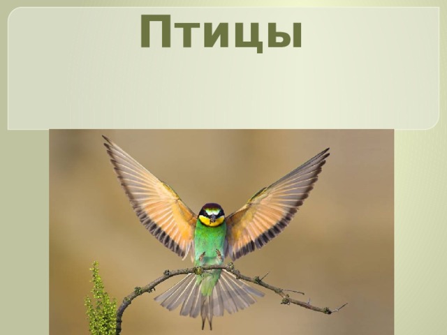 Птицы 
