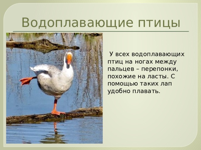 Водоплавающие птицы  У всех водоплавающих птиц на ногах между пальцев – перепонки, похожие на ласты. С помощью таких лап удобно плавать. 