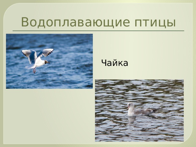 Водоплавающие птицы  Чайка 