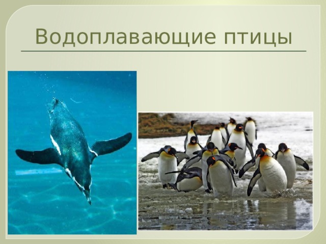 Водоплавающие птицы  пингвин 