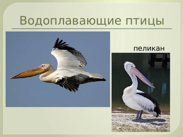 Водоплавающие птицы  пеликан 