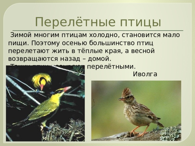 Перелётные птицы  Зимой многим птицам холодно, становится мало пищи. Поэтому осенью большинство птиц перелетают жить в тёплые края, а весной возвращаются назад – домой.  Таких птиц называют перелётными.  Иволга  Жаворонок 