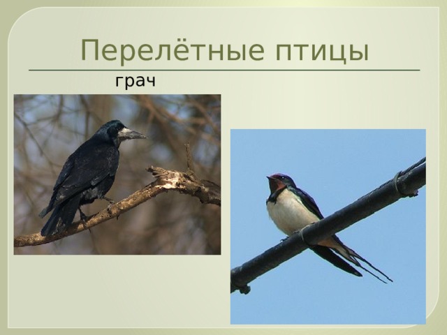 Перелётные птицы  грач  ласточка 