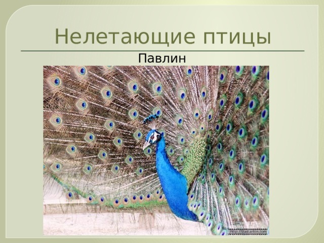 Нелетающие птицы Павлин 