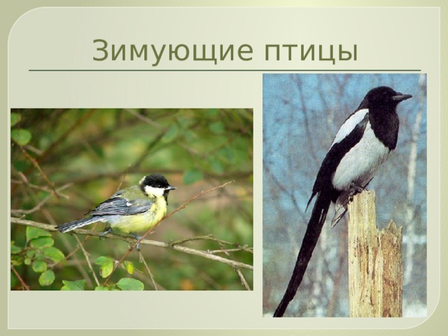Зимующие птицы 