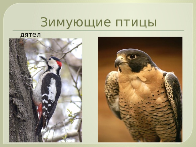 Зимующие птицы  дятел сокол 