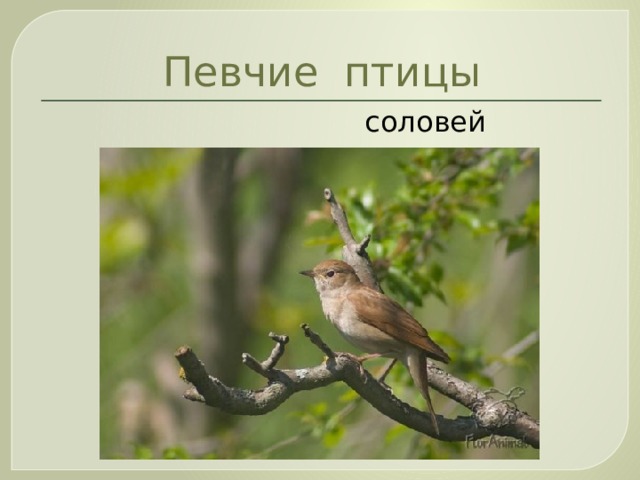 Певчие птицы  соловей 