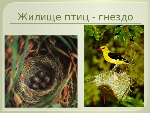 Жилище птиц - гнездо 