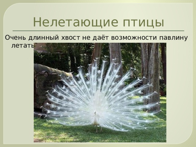 Нелетающие птицы Очень длинный хвост не даёт возможности павлину летать. 