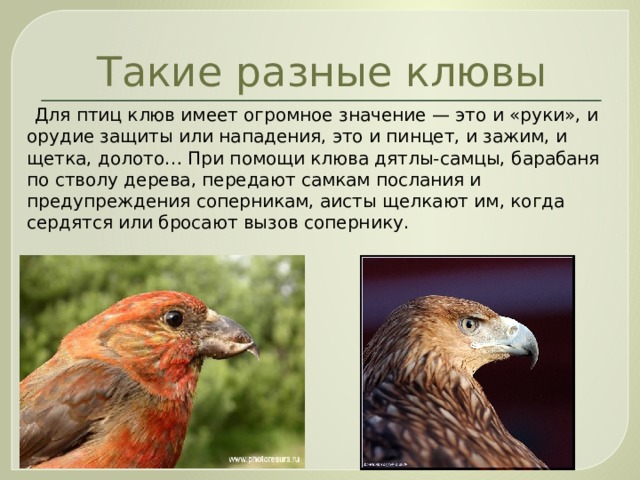 Такие разные клювы  Для птиц клюв имеет огромное значение — это и «руки», и орудие защиты или нападения, это и пинцет, и зажим, и щетка, долото… При помощи клюва дятлы-самцы, барабаня по стволу дерева, передают самкам послания и предупреждения соперникам, аисты щелкают им, когда сердятся или бросают вызов сопернику.  клёст орёл 