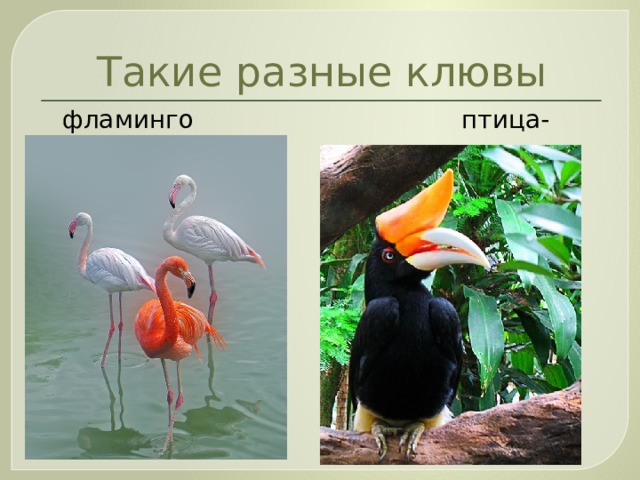 Такие разные клювы  фламинго птица-носорог 
