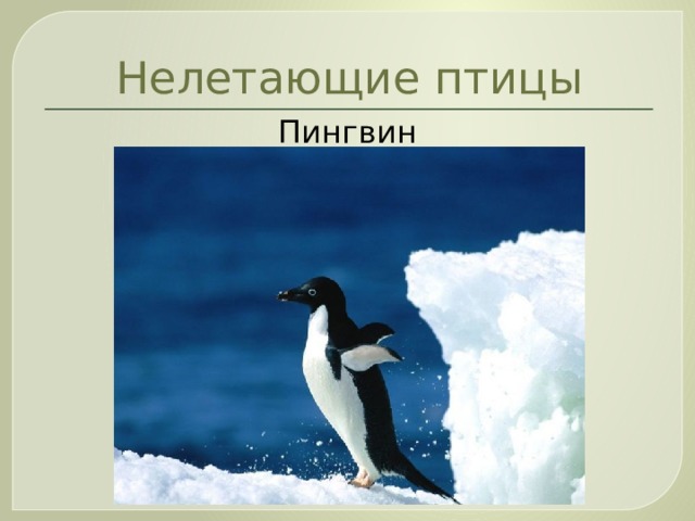 Нелетающие птицы Пингвин 