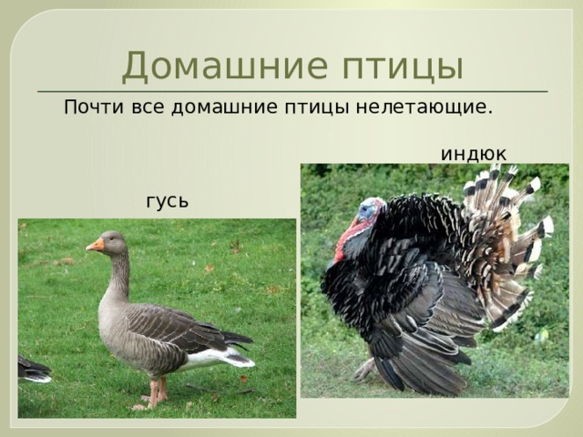 Домашние птицы Почти все домашние птицы нелетающие.  индюк  гусь 