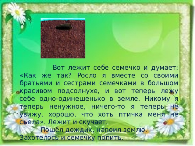  Вот лежит себе семечко и думает: «Как же так? Росло я вместе со своими братьями и сестрами семечками в большом красивом подсолнухе, и вот теперь лежу себе одно-одинешенько в земле. Никому я теперь ненужное, ничего-то я теперь не увижу, хорошо, что хоть птичка меня не съела». Лежит и скучает.  Пошёл дождик, напоил землю. Захотелось и семечку попить. 