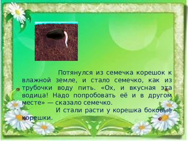 Потянулся из семечка корешок к влажной земле, и стало семечко, как из трубочки воду пить. «Ох, и вкусная эта водица! Надо попробовать её и в другом месте» — сказало семечко.  И стали расти у корешка боковые корешки. 