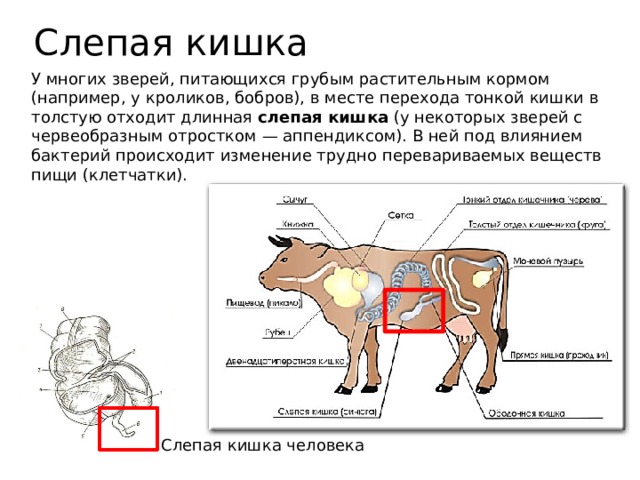 Слепая кишка У многих зверей, питающихся грубым растительным кормом (например, у кроликов, бобров), в месте перехода тонкой кишки в толстую отходит длинная  слепая кишка  (у некоторых зверей с червеобразным отростком — аппендиксом). В ней под влиянием бактерий происходит изменение трудно перевариваемых веществ пищи (клетчатки). Слепая кишка человека 