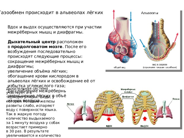 Газообмен происходит в альвеолах лёгких. Вдох и выдох осуществляются при участии межрёберных мышц и диафрагмы.   Дыхательный центр  расположен в  продолговатом мозге . После его возбуждения последовательно происходят следующие процессы: сокращение межрёберных мышц и диафрагмы; увеличение объёма лёгких; обогащение крови кислородом в альвеолах лёгких и освобождение её от избытка углекислого газа; расслабление межрёберных мышц; уменьшение лёгких в объёме и удаление из них воздуха. Дыхательная система участвует и в терморегуляции. Виды, у которых потовые железы развиты слабо, испаряют воду с поверхности языка. Так в жаркую погоду количество выдыхаемого за 1 минуту воздуха у собак возрастает примерно в 30 раз. В результате увеличивается и количество испаряемой воды .  