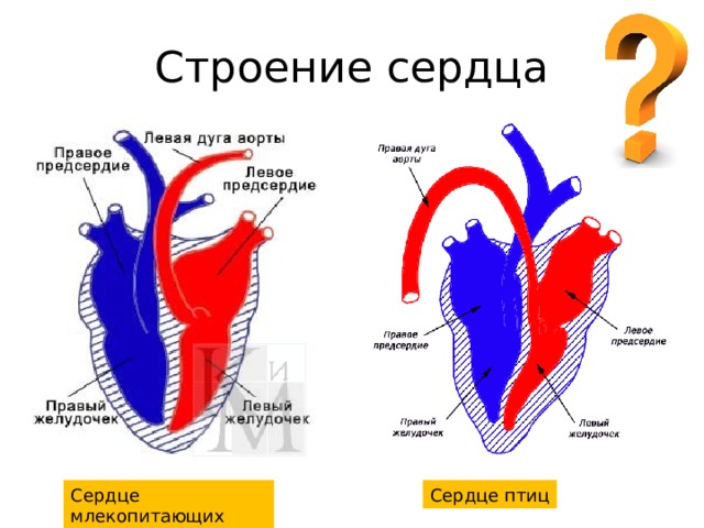 Строение сердца Сердце млекопитающих Сердце птиц 