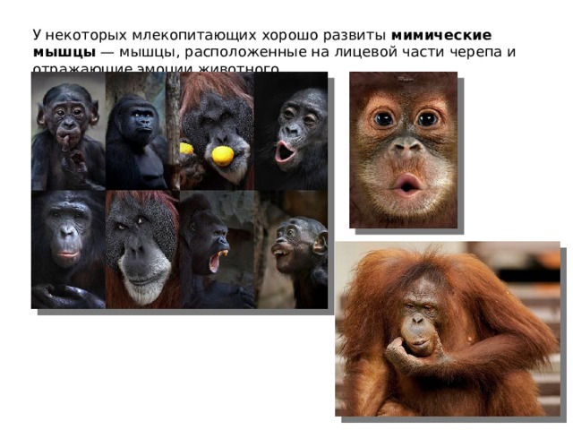 У некоторых млекопитающих хорошо развиты  мимические мышцы  — мышцы, расположенные на лицевой части черепа и отражающие эмоции животного. 