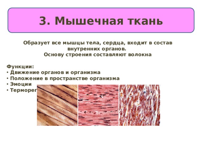 3. Мышечная ткань Образует все мышцы тела, сердца, входит в состав внутренних органов. Основу строения составляют волокна  Функции:  Движение органов и организма  Положение в пространстве организма  Эмоции  Терморегуляция 