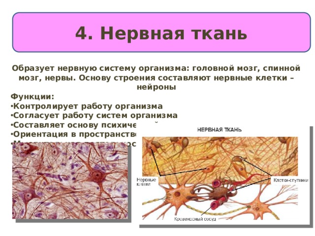 4. Нервная ткань Образует нервную систему организма: головной мозг, спинной мозг, нервы. Основу строения составляют нервные клетки – нейроны Функции: Контролирует работу организма Согласует работу систем организма Составляет основу психической деятельности, Ориентация в пространстве Мыслительная деятельность 