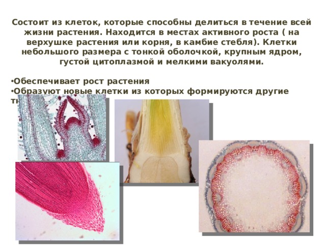 Состоит из клеток, которые способны делиться в течение всей жизни растения. Находится в местах активного роста ( на верхушке растения или корня, в камбие стебля). Клетки небольшого размера с тонкой оболочкой, крупным ядром, густой цитоплазмой и мелкими вакуолями.  Обеспечивает рост растения Образуют новые клетки из которых формируются другие ткани  