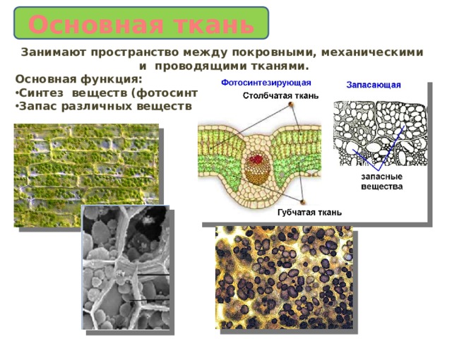 Основная ткань Занимают пространство между покровными, механическими и проводящими тканями. Основная функция: Синтез веществ (фотосинтез) Запас различных веществ  