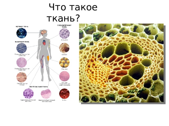  Что такое ткань? 