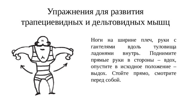 Упражнения для развития трапециевидных и дельтовидных мышц Ноги на ширине плеч, руки с гантелями вдоль туловища ладонями внутрь. Поднимите прямые руки в стороны – вдох, опустите в исходное положение – выдох. Стойте прямо, смотрите перед собой. 