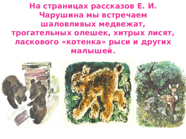 На страницах рассказов Е. И. Чарушина мы встречаем шаловливых медвежат, трогательных олешек, хитрых лисят, ласкового «котенка» рыси и других малышей. 