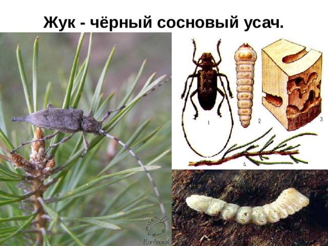Жук - чёрный сосновый усач. 